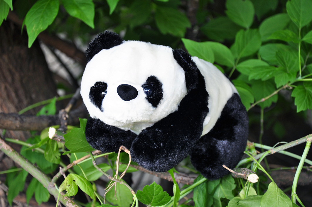 Живые панды в россии. Мягкая игрушка Панда. Мягкая игрушка Панда большая. Панда реалистичная игрушка.