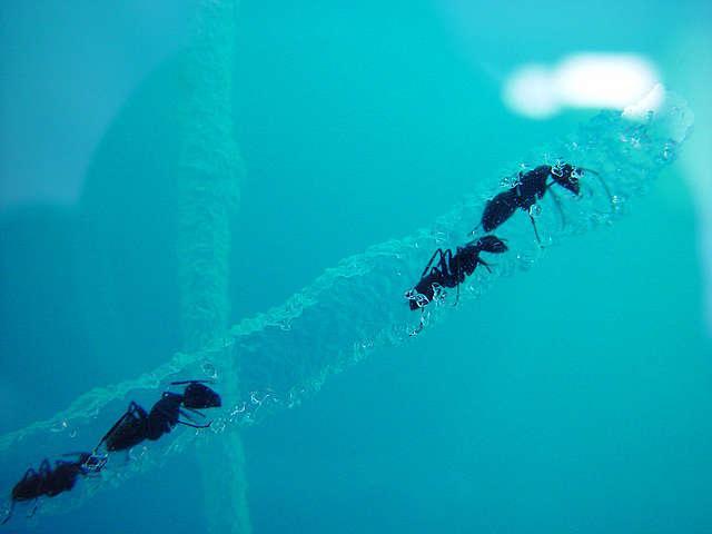 гель для муравьиной фермы зачем нужен. Смотреть фото гель для муравьиной фермы зачем нужен. Смотреть картинку гель для муравьиной фермы зачем нужен. Картинка про гель для муравьиной фермы зачем нужен. Фото гель для муравьиной фермы зачем нужен гель для муравьиной фермы зачем нужен. Смотреть фото гель для муравьиной фермы зачем нужен. Смотреть картинку гель для муравьиной фермы зачем нужен. Картинка про гель для муравьиной фермы зачем нужен. Фото гель для муравьиной фермы зачем нужен